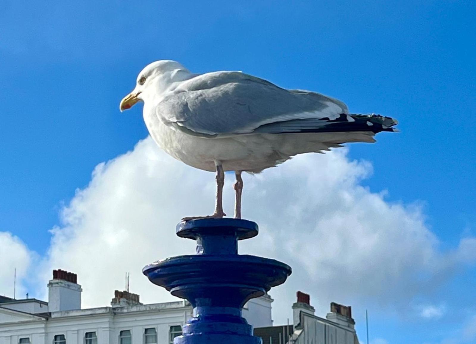 "The Eastbourne" Pet Friendly Seafront Apartment Exterior foto